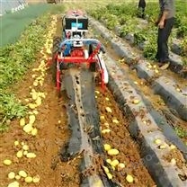 手扶式土豆收获机 地瓜马铃薯收货机